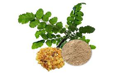 Boswellia Serrata